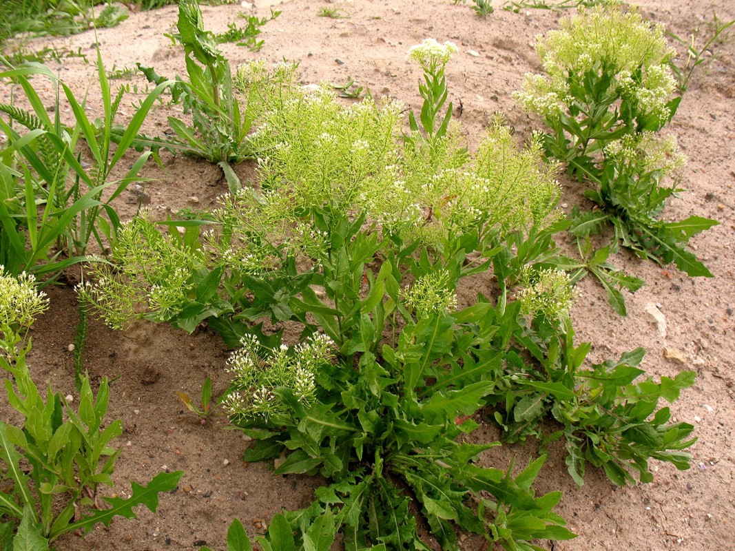 Image of Cardaria draba specimen.