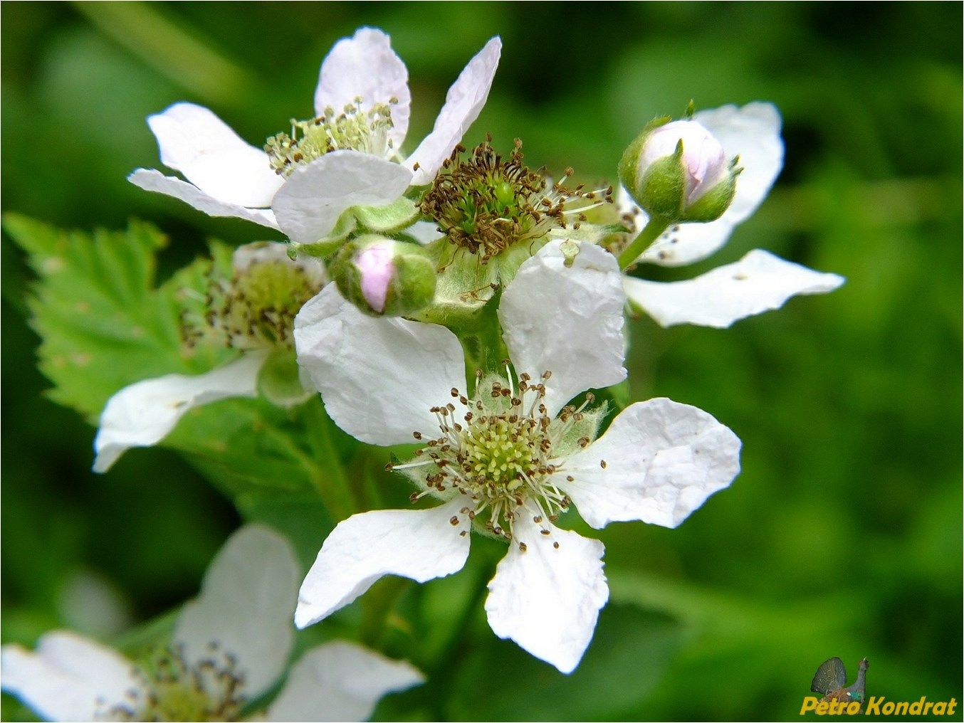 Изображение особи род Rubus.