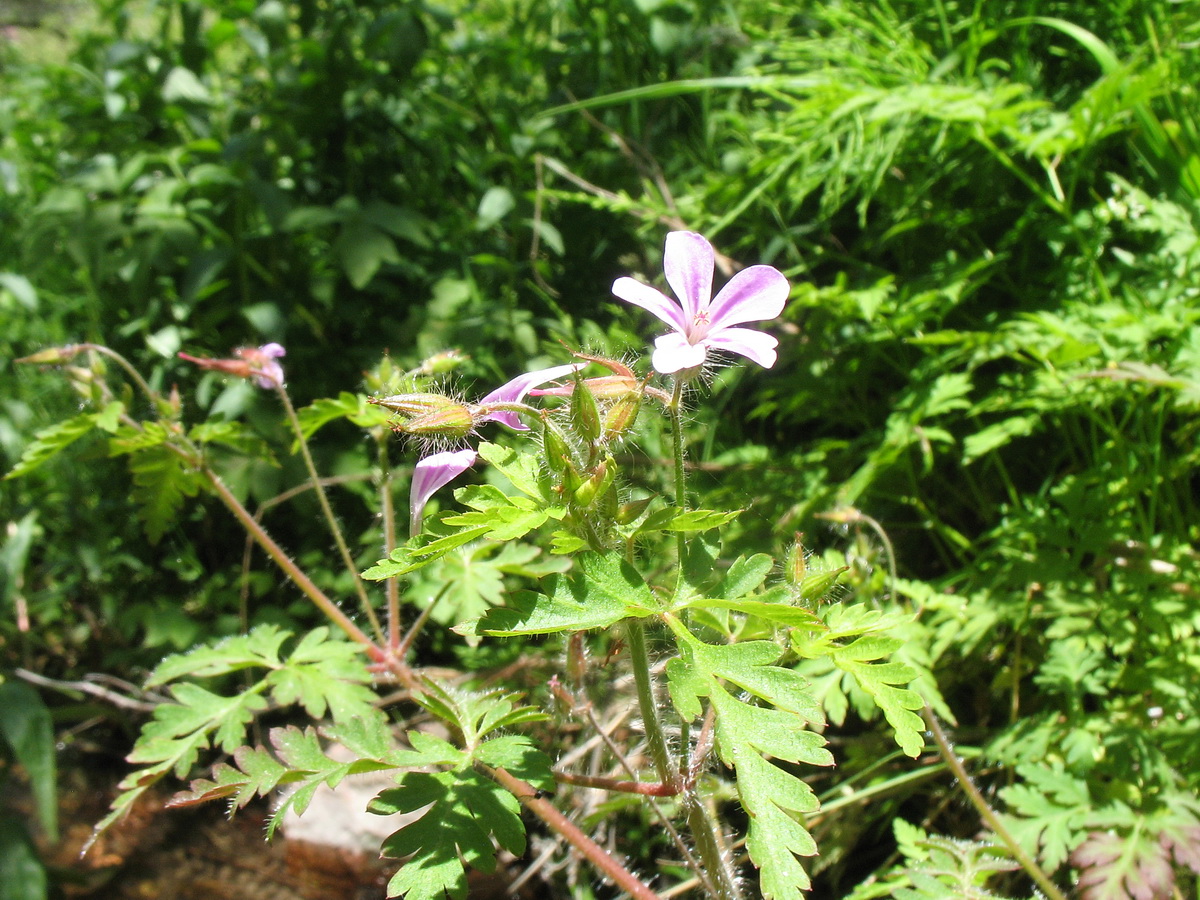 Image of Geranium robertianum specimen.