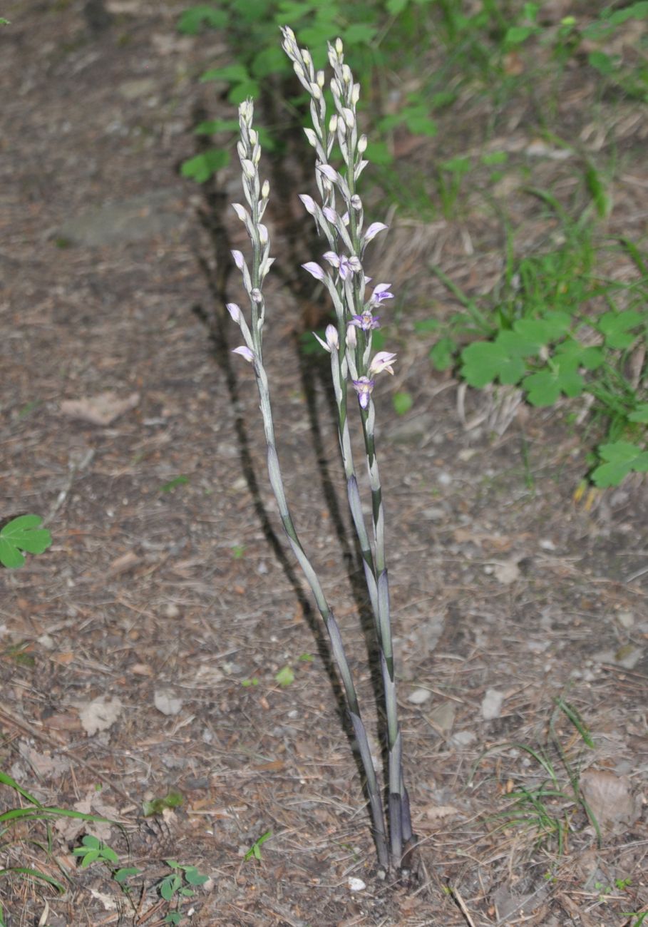 Image of Limodorum abortivum specimen.