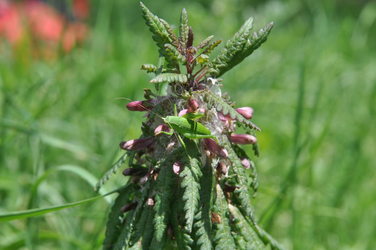 Изображение особи Pedicularis wilhelmsiana.