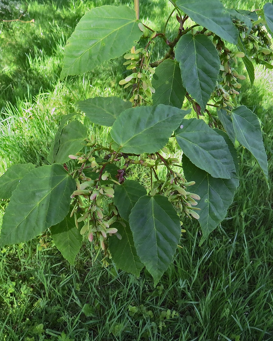 Image of Acer davidii specimen.