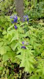 Gentiana axillariflora