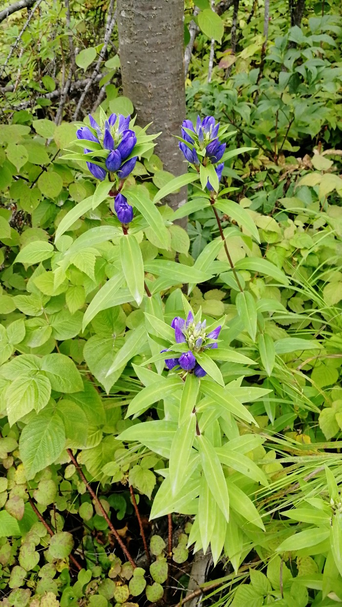 Изображение особи Gentiana axillariflora.