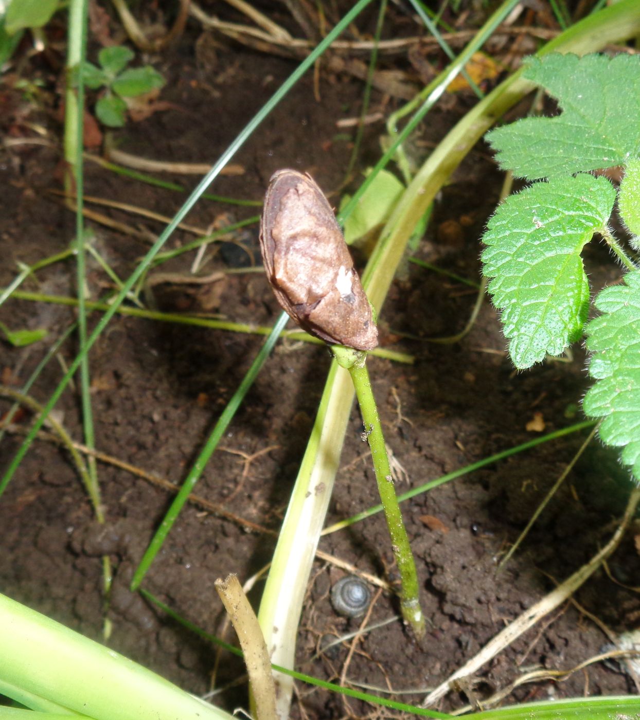 Image of Diospyros kaki specimen.