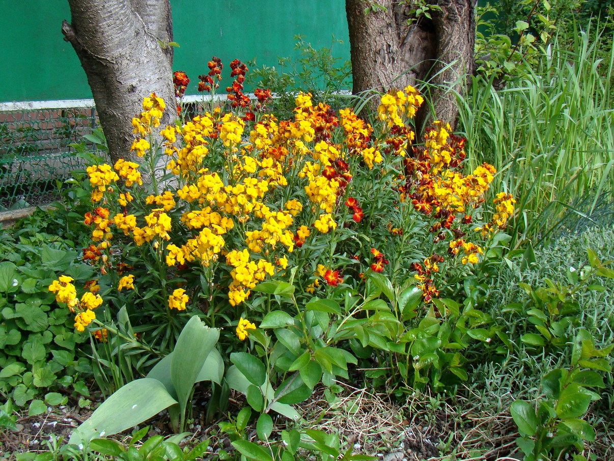 Image of Cheiranthus cheiri specimen.