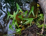 Sagittaria sagittifolia. Цветущее растение. Московская обл., Шатурский р-н, долина р. Поля, в воде у берега. 18.08.2018.