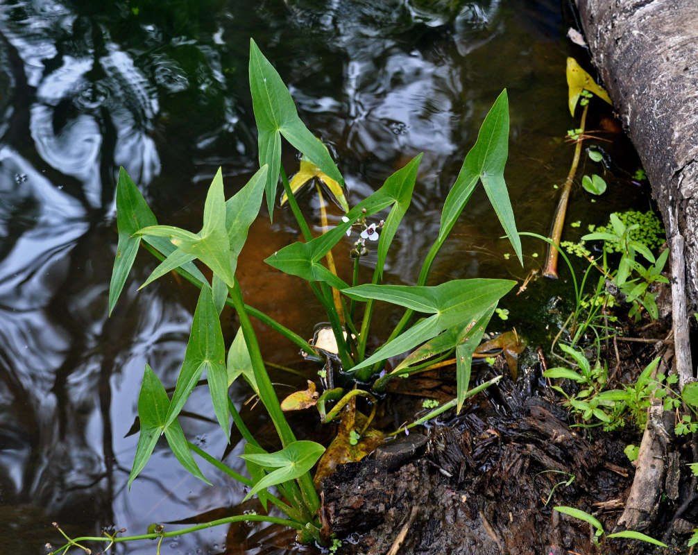 Изображение особи Sagittaria sagittifolia.