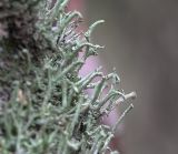 род Cladonia. Подеции на стволе берёзы. Московская обл., Раменский р-н, окр. дер. Хрипань, смешанный лес. 10.10.2018.