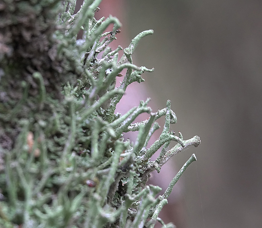 Изображение особи род Cladonia.