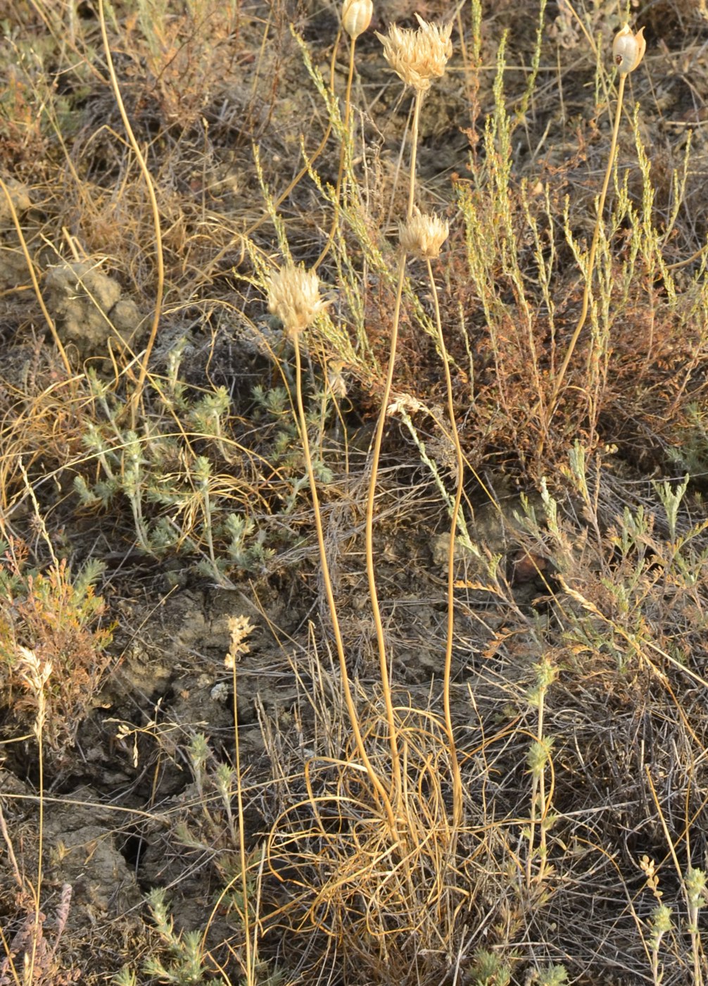 Image of Allium inderiense specimen.