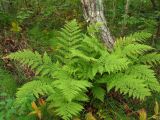 Athyrium filix-femina