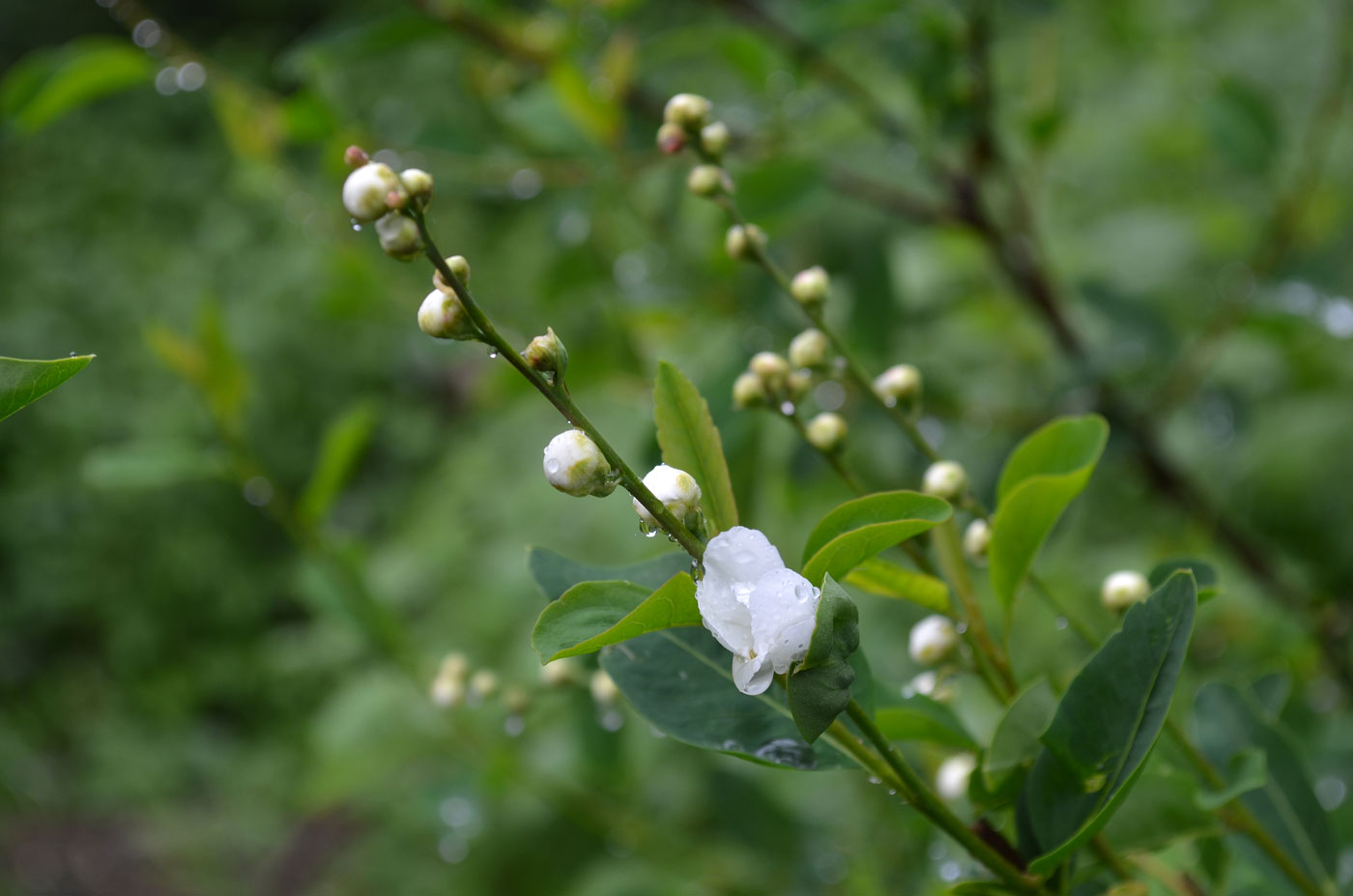 Изображение особи Exochorda tianschanica.