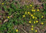 Potentilla tergemina