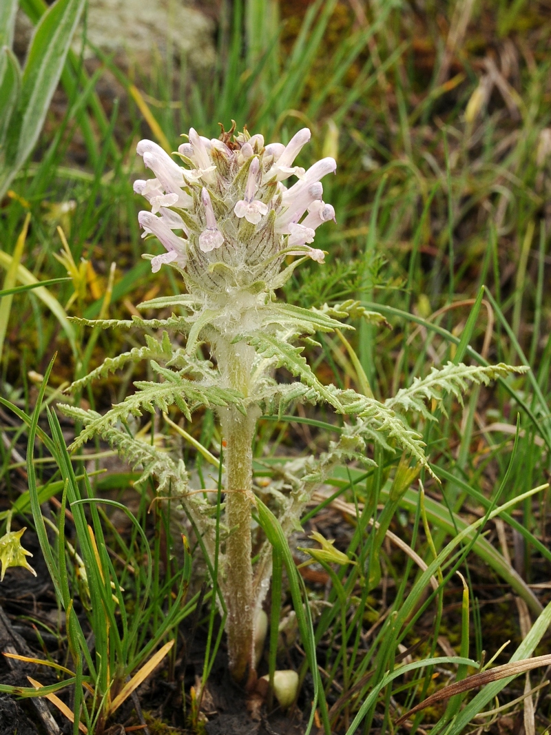 Image of Pedicularis olgae specimen.