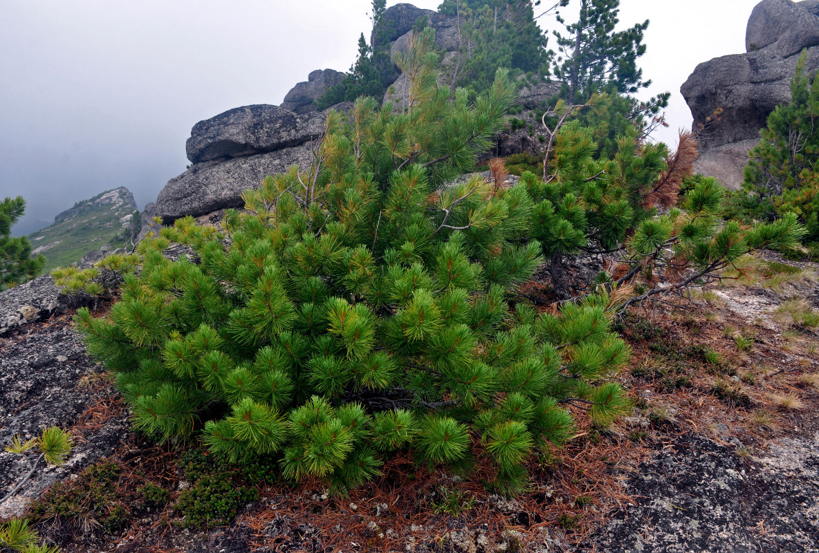 Изображение особи Pinus sibirica.