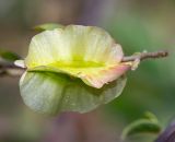 Combretum microphyllum