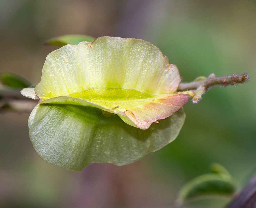 Изображение особи Combretum microphyllum.