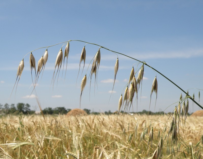 Image of genus Avena specimen.