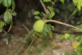 genus Chaenomeles