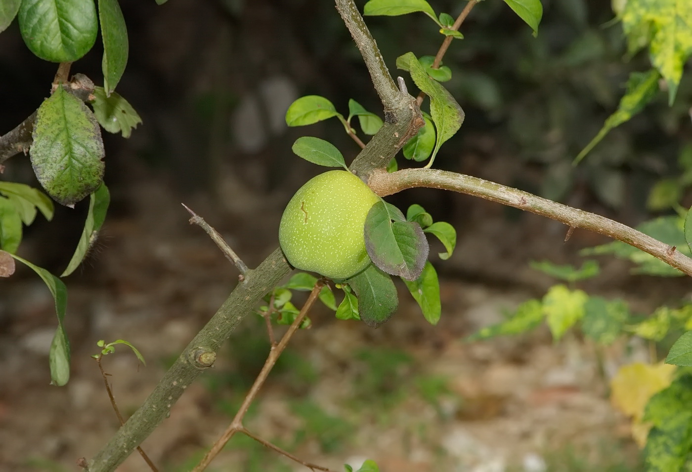 Изображение особи род Chaenomeles.