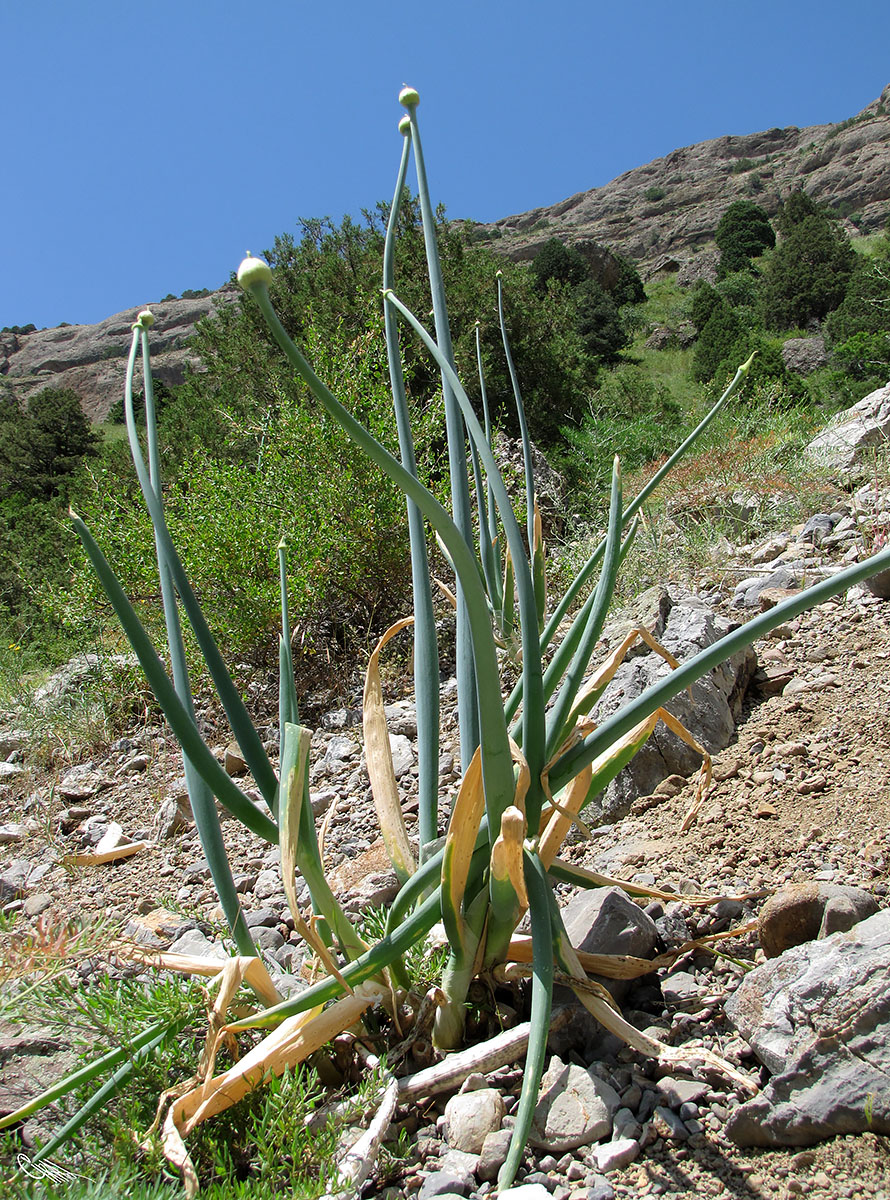 Image of Allium pskemense specimen.