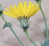 Launaea angustifolia. Часть генеративного побега и соцветие. Израиль, центральная Арава, песчаная котловина севернее нахаль Шизаф. 24.01.2019.