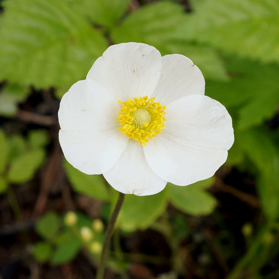 Изображение особи Anemone sylvestris.