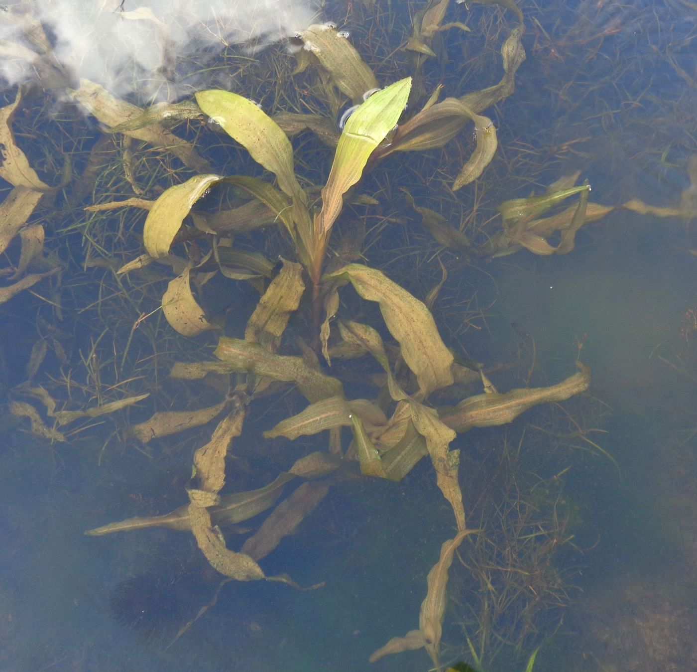 Image of Potamogeton alpinus specimen.