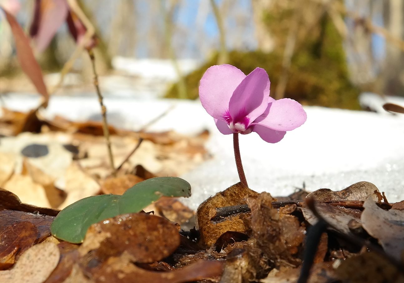 Image of Cyclamen coum specimen.