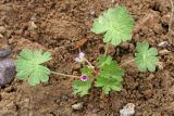 Geranium pusillum