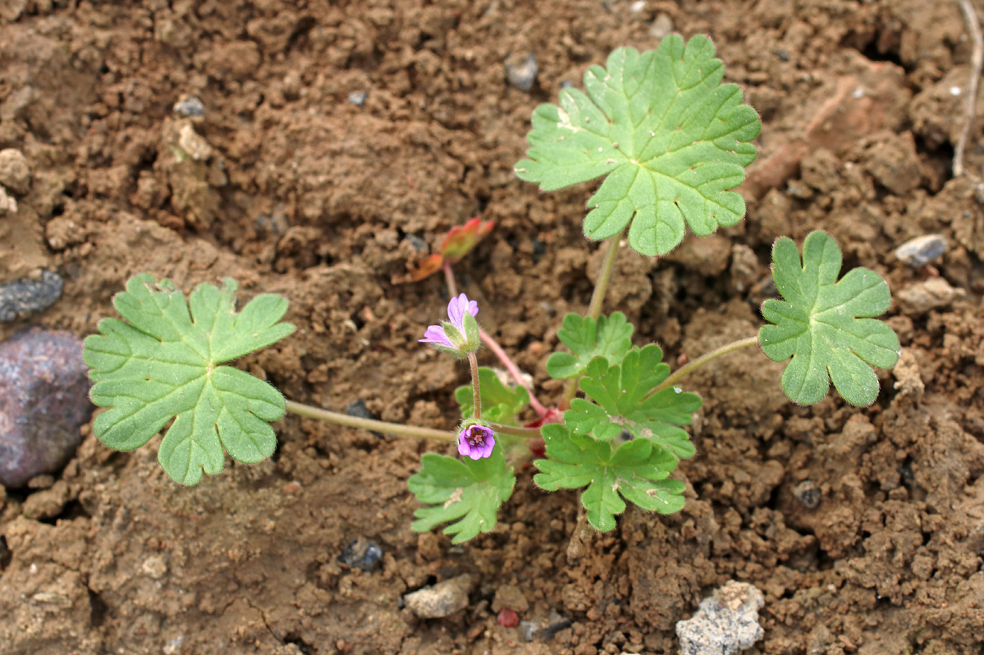 Image of Geranium pusillum specimen.