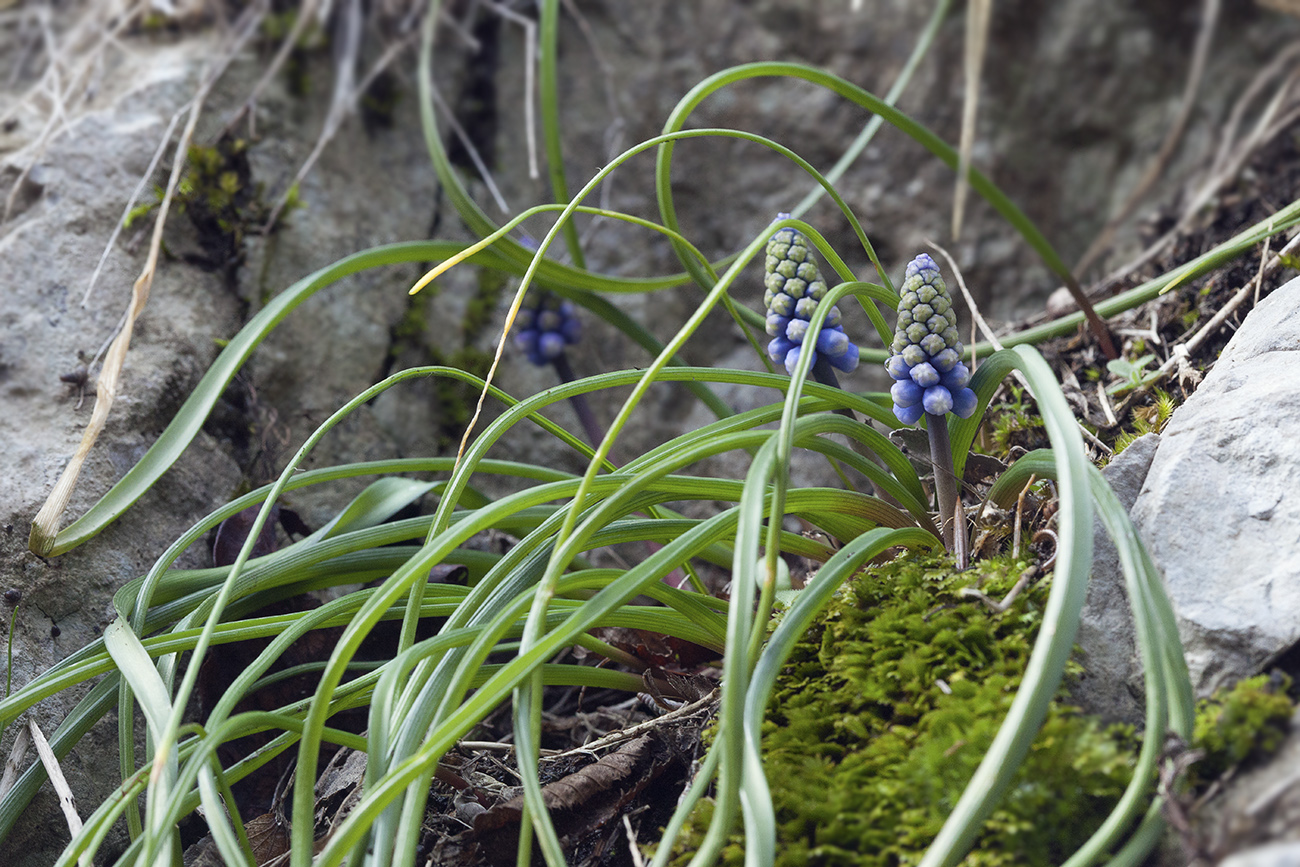 Изображение особи Muscari dolichanthum.