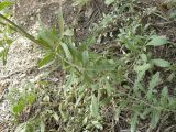 Centaurea salonitana. Нижняя часть побега. Южный Берег Крыма, окр. г. Ялта. 27.06.2010.