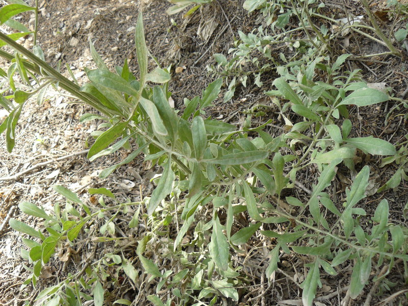 Image of Centaurea salonitana specimen.