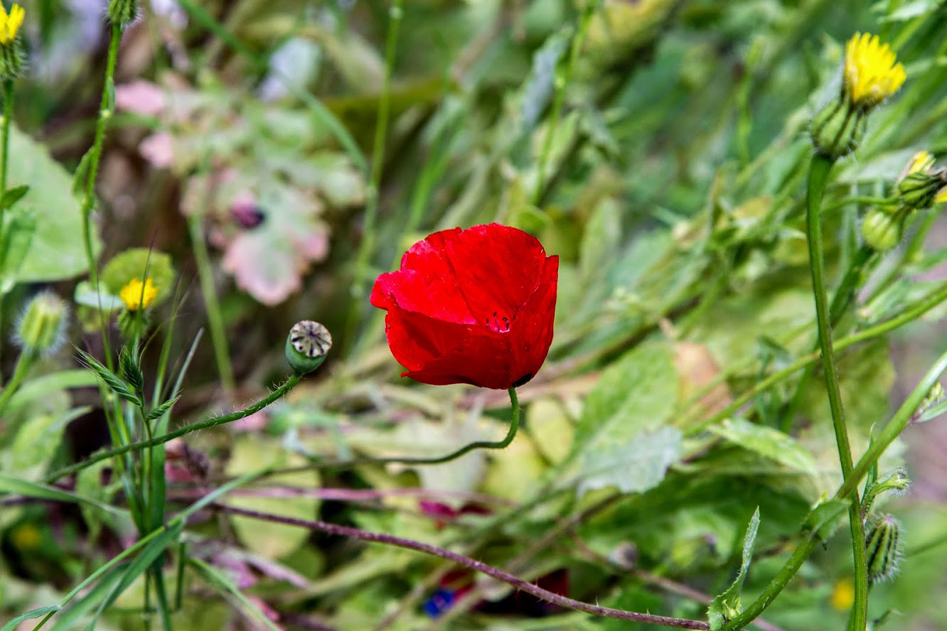 Изображение особи род Papaver.