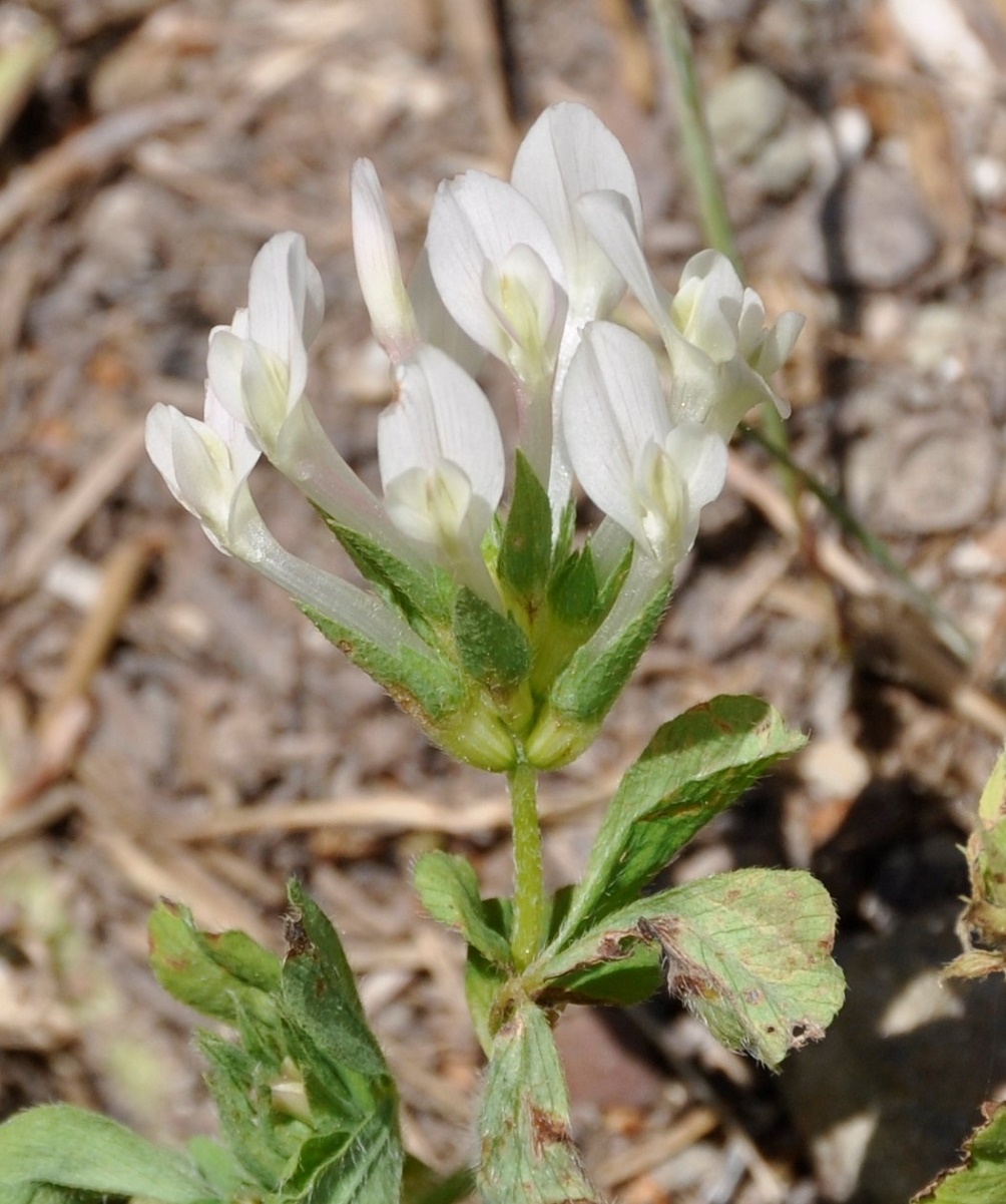 Изображение особи Trifolium clypeatum.