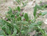 Euclidium syriacum