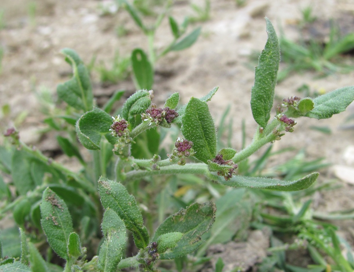 Изображение особи Euclidium syriacum.