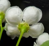 Crataegus leiomonogyna