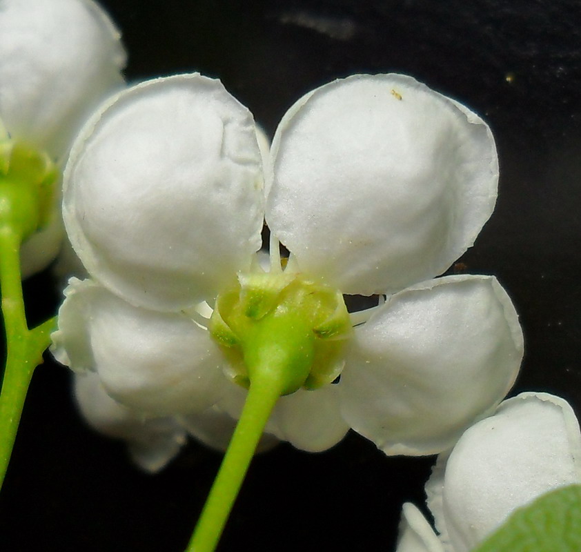 Image of Crataegus leiomonogyna specimen.