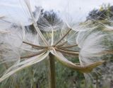 Scorzonera turkeviczii