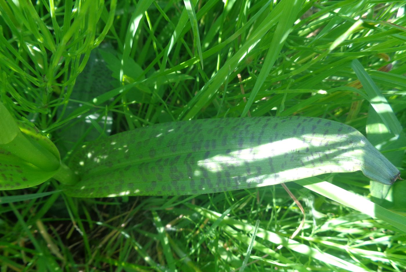 Image of Dactylorhiza baltica specimen.