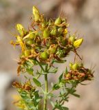 Hypericum veronense. Верхушка плодоносящего растения. Республика Кипр, Троодос, ≈ 1600 м н.у.м., обочина грунтовой дороги. 17.06.2019.