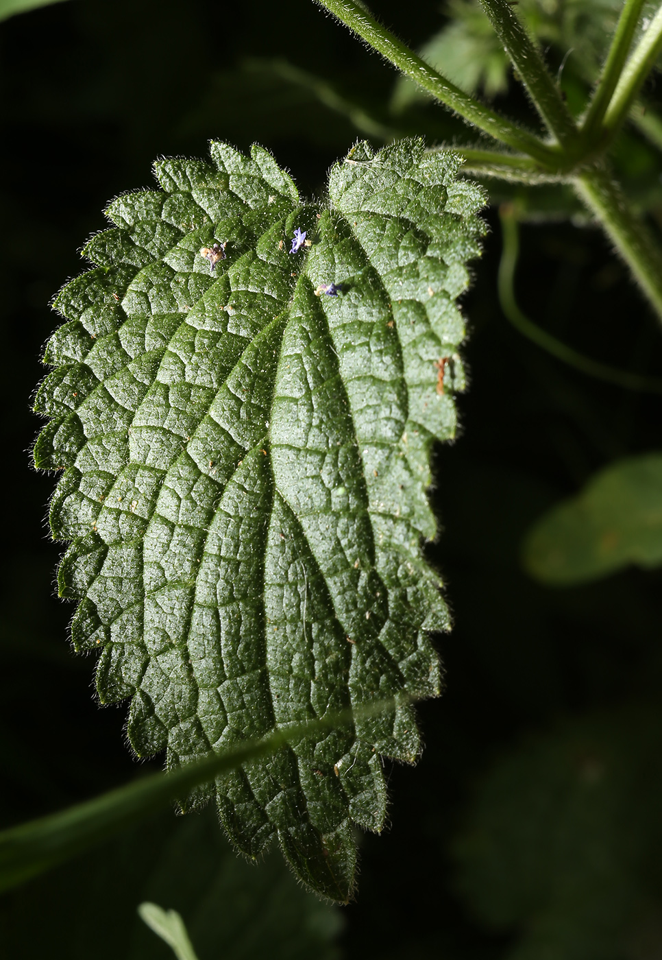 Image of Stachys sylvatica specimen.