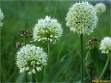 Allium victorialis. Верхушки побегов с соцветиями. Украина, Ивано-Франковская обл., Украинские Карпаты, хребет Черногора, западный склон горы Данцеж, 1700 м н.у.м., субальпийский луг. 26 июня 2019 г.