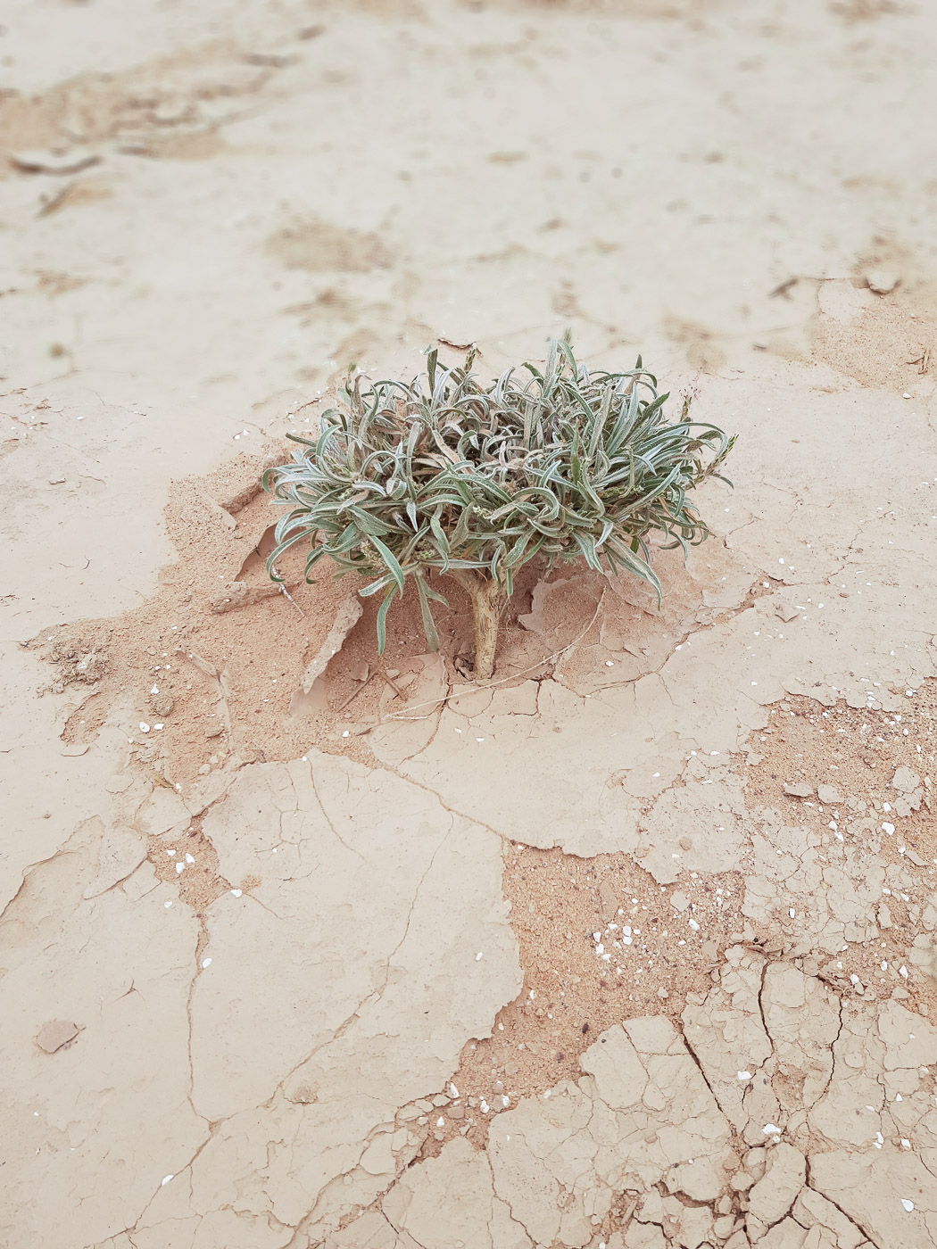 Image of Plantago albicans specimen.