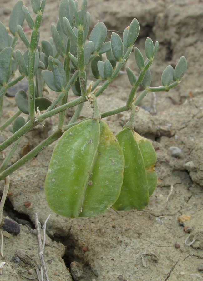 Изображение особи Zygophyllum pinnatum.