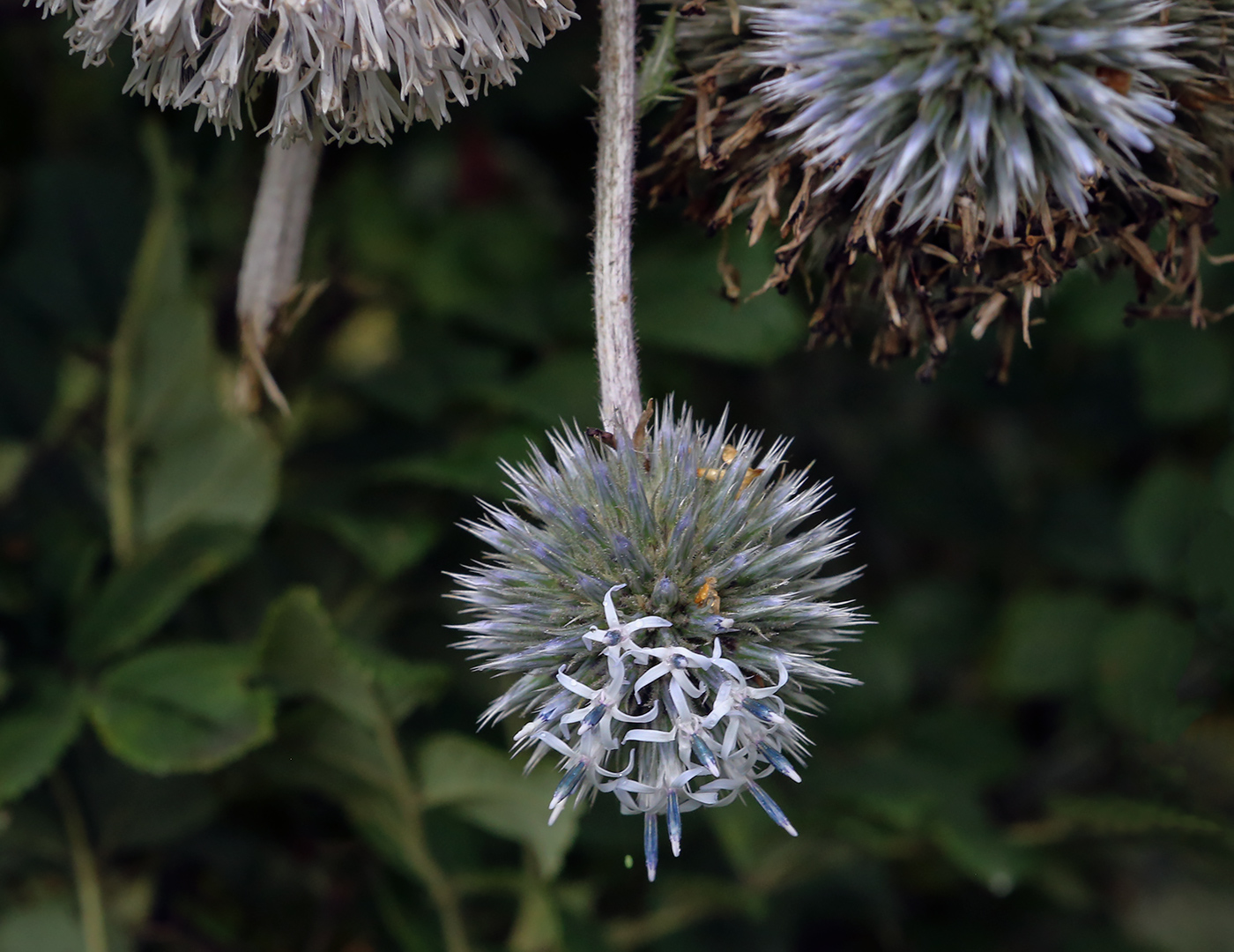 Image of Echinops sphaerocephalus specimen.