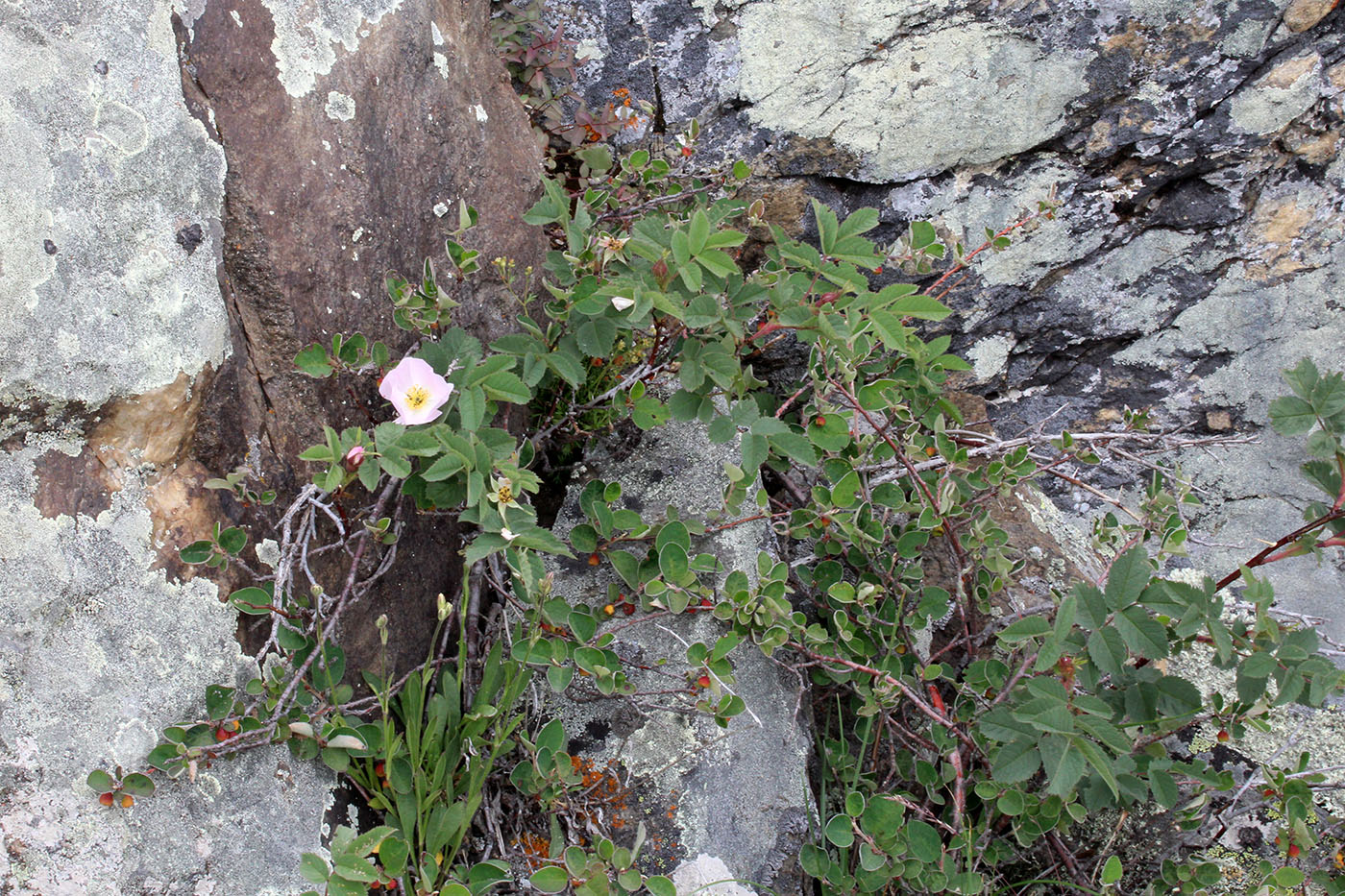 Image of genus Rosa specimen.